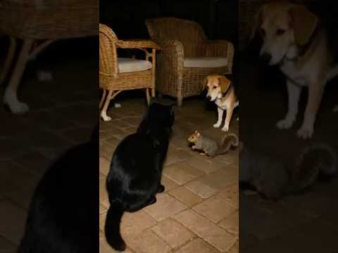 Squirrel Breaks Up Cat and Dog Fight 😭🐿️