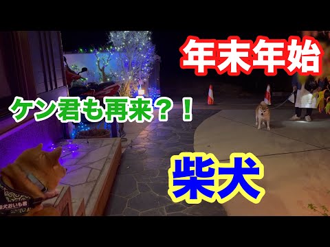 【柴犬】年末年始、ケン君再来？！お友だちにもご挨拶！