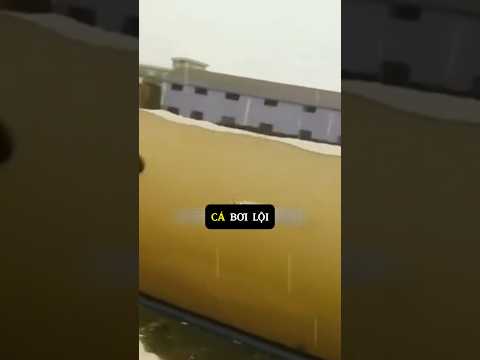 Mưa lũ kinh hoàng