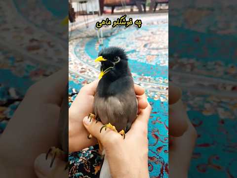 شیرین ترین مرغ مینا سخنگو🙄❤️. #پرنده #myna #shorts