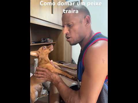 Como domar seu peixe