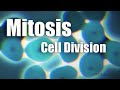 Exploring the Process of Mitosis and Cell Division