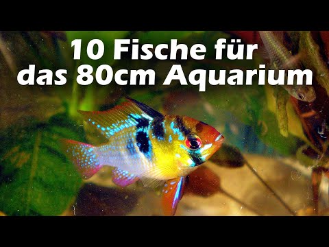 10 Fische für das 80cm Aquarium (136)