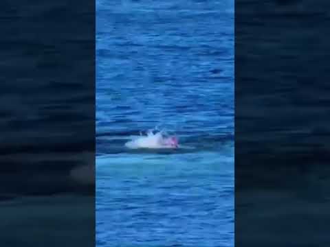 Incredible Seal Encounter