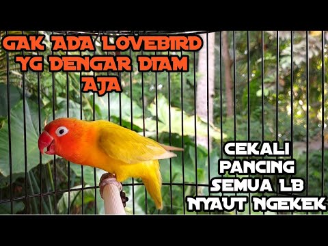 Suara gemuruh lovebird memanggil ngetik ngekek fighter ,di JAMIN labet akan ngekek