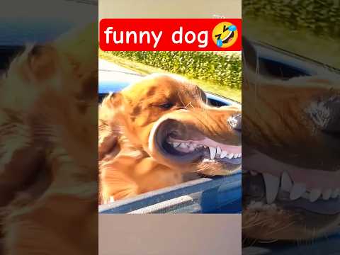 FUNNY AND CUTE🤣🤣🤣#dogs #cute