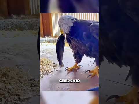 ДАГЕСТАНЕЦ СПАС БЕРКУТА 🤯💪