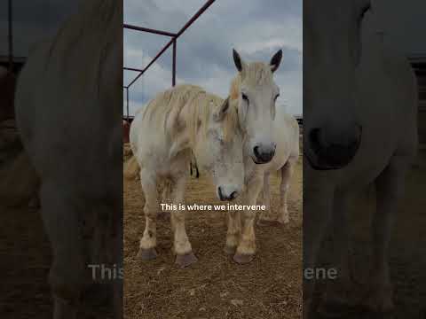 Two Unicorns in the Pipeline — Can We Get Them Out Tonight? #help #horse #animals