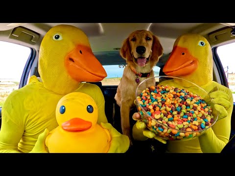 Rubber ducky's Surprises Puppy With Car ride Chase!