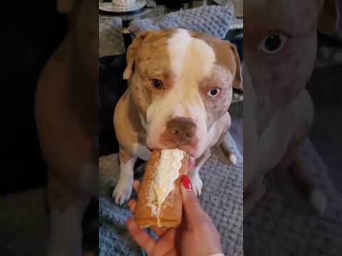 be gentle #dog#funny#funnyanimals#funnypets#animals #dogsofttiktok #pet #foryou #longervideos