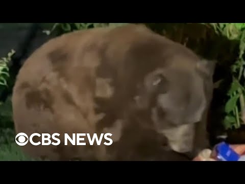 YouTube video thumbnail: Video: Bear Breaks Into California Home