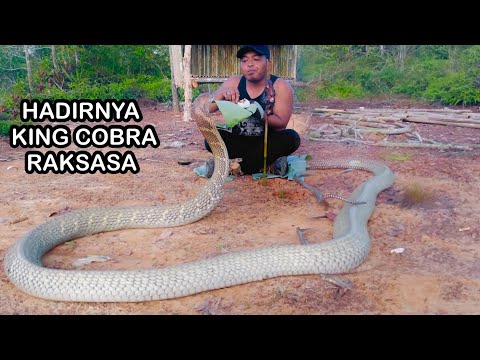 MENYERAMKAN SAAT BERHADAPAN DENGAN MONSTER ULAR KING COBRA RAKSASA ..!!!
