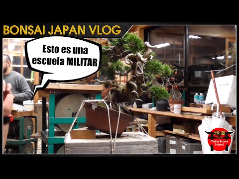 Nos explotan en Taisho En? | Bonsai Japón Vlog #108