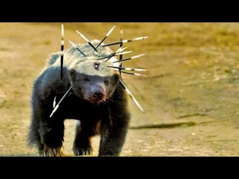 Top 15 MOST Aggressive Animals on Earth
