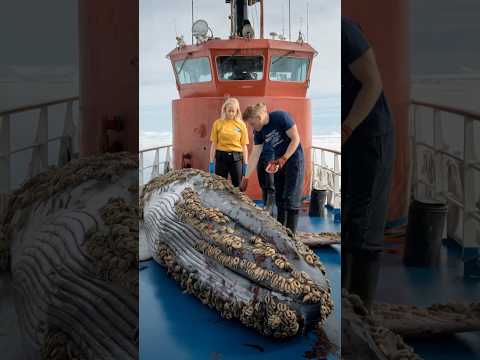 Rescue team saves humpback whale injured by barnacles