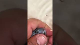 FIsh Giving Birth #fishbreeding #fishbabies #fishing #fishfry #fish
