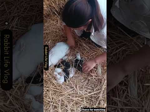 rabbit baby and mother rabbit #rabbit #babyrabbit #animals #babypet #shortvideo #tranding