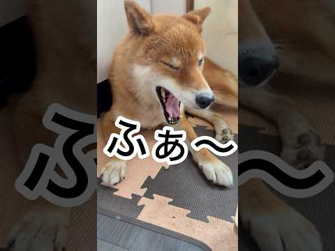 力丸のあくびと寝顔を楽しむ柴犬の日常風景 サムネイル