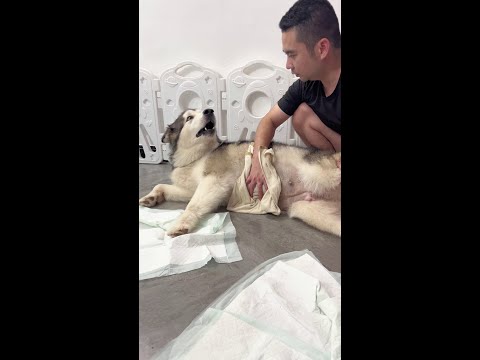 团团要当妈妈了 #万物可爱计划 @抖音小助手
