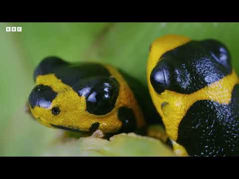 2 Hours of Incredible Animal Moments | BBC Studios