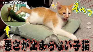 【驚愕】新入り子猫が兄猫と協力して家中壊しまくってることが判明しました。