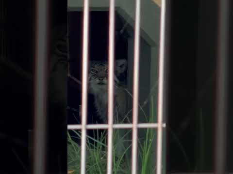東山動植物園のハニーさま：閉園間近の可愛いマヌルネコをチェック サムネイル