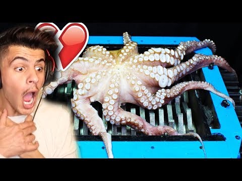 شخص يحط اخطبوط حقيقي في جهاز الفرم 🐙 !!