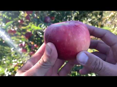 Jonalicious Apple Tasting
