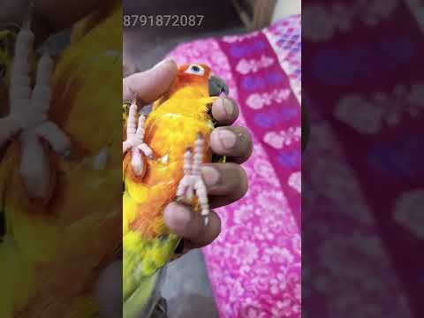 My Pet Bird Mango Is Going!!! #pet  #sauravjoshivlogs