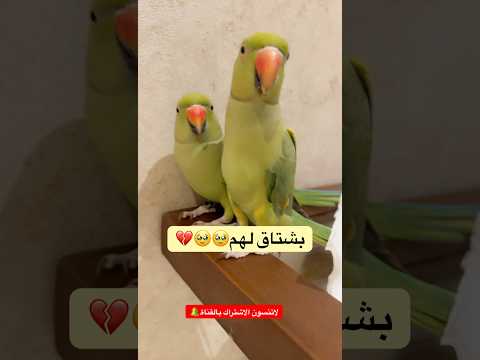 #ببغاء #ببغاء_يتكلم #يوميات #اكسبلور