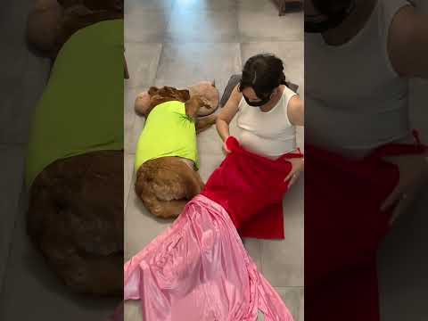 人心太复杂，知人知面不知心， 还是狗子单纯专一 #pets #funny #goldenretriever