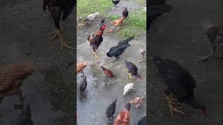 Province Life, feeding our Chickens. #farming