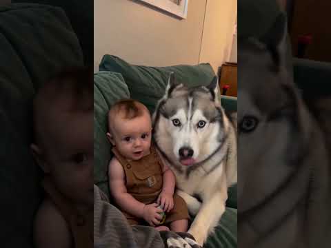 Dog and Baby 😍 Baby Leonard Chills With Sheldon on the <strong>Couch</strong>
