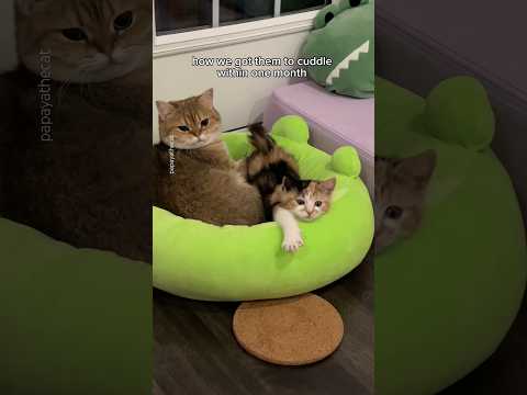 how we got our cats to cuddle within 1️⃣ month #cat