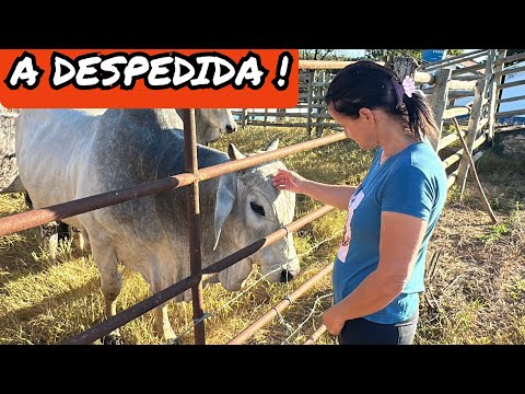NÃO TEVE OUTRO JEITO😔DIANTE DA SITUAÇÃO VENDEMOS  MAIS ANIMAIS/RUIM DEMAIS😭