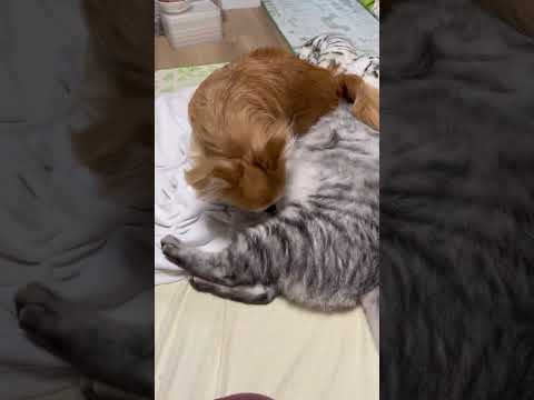 犬も座れば猫に噛まれる〈へそ天の乱〉#チワワ#犬と猫#保護猫#仲良し犬猫
