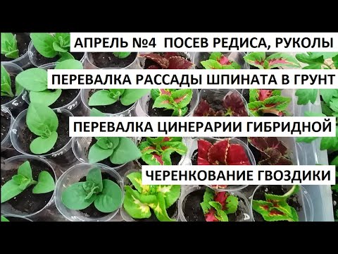 Апрель 4. Посев редиса, руколы и шпината. Перевалка цинерарии. Черенкуем гвоздику