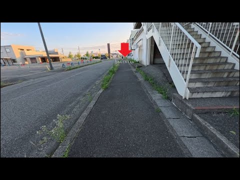 遠くからも待ってくれる柴犬カイくんの魅力とは サムネイル