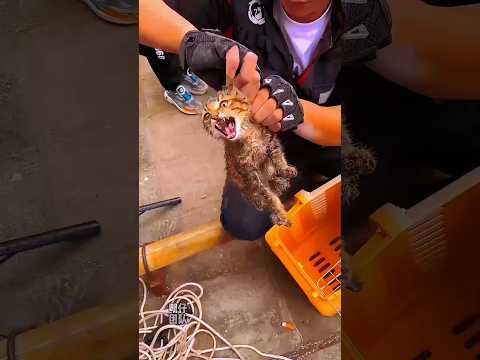 I rescued the kitten from this deep hole #sort #animals #cat #kittenrescue
