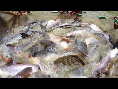 Fish Video | Big Net Fishing | 1.5 Tons Big Fish