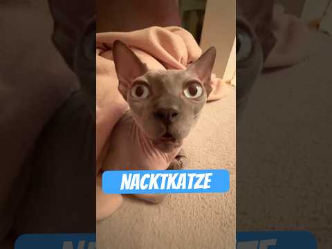 Die Nacktkatze – Sektenführer mit Schnurrfunktion