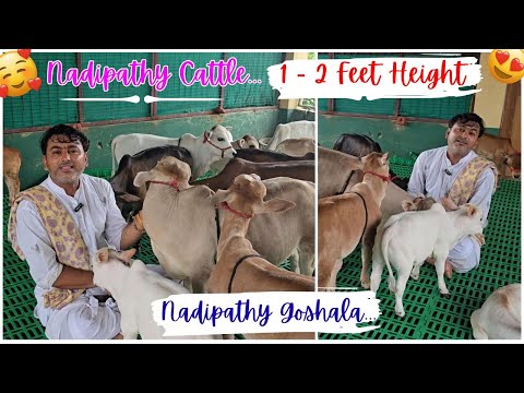 Visitors Came To See Nadipathy Cattle😍#shorts #viral #yt #miniature #reels #tiktok