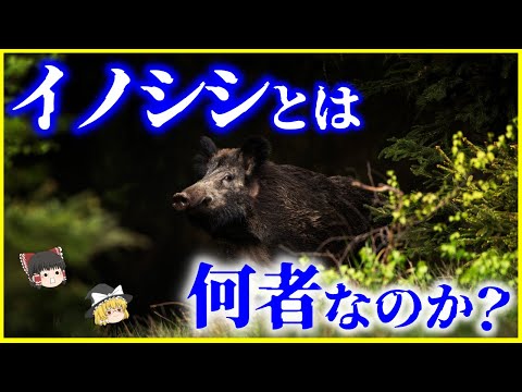 【ゆっくり解説】「イノシシ」とは何者なのか？を解説/豚との混血イノブタとは？世界には535ｋｇの化け物級イノシシが存在