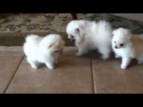 Teacup Pomeranian Puppies For Sale 200 01 2022