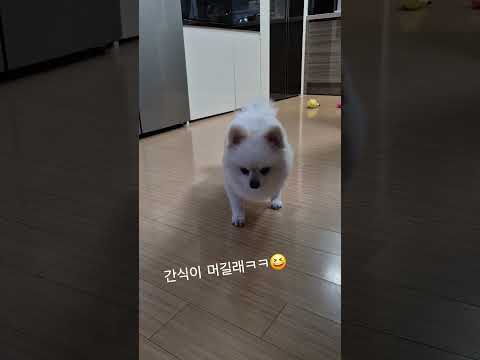 #shorts #포메라니안 #puppy #추천 #간식 #반려견