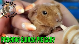 Preemie Guinea Pig Baby Fed With Miracle Nipple