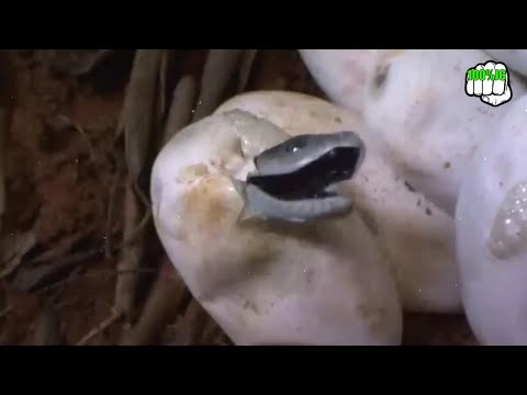 Mamba Negra Así Es Su Letal Veneno - 100%JC