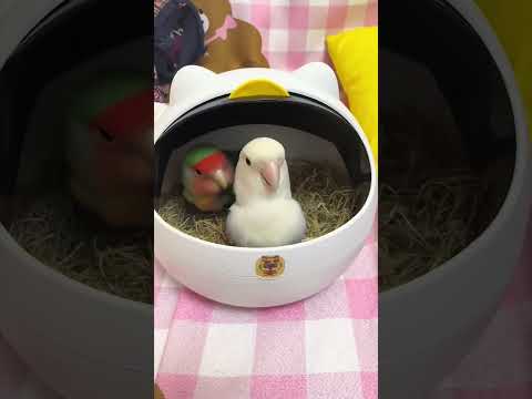 Funny parrot #animals #funnypets #funny #petvideos #funnyshorts #usa #fyp #cute #animals #parrot