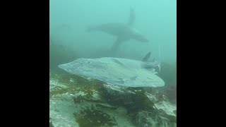 Pacific electric ray (Tetronarce californica) at Tanker Reef, Monterey, CA