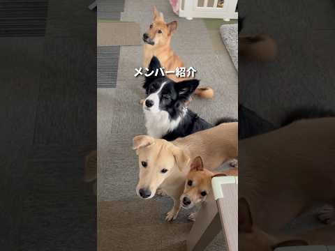 みんな個性的!#shorts